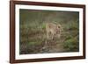 Wild Puma in Chile-Joe McDonald-Framed Photographic Print