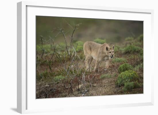 Wild Puma in Chile-Joe McDonald-Framed Photographic Print