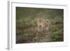 Wild Puma in Chile-Joe McDonald-Framed Photographic Print