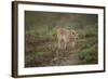 Wild Puma in Chile-Joe McDonald-Framed Photographic Print