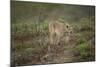 Wild Puma in Chile-Joe McDonald-Mounted Photographic Print