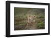 Wild Puma in Chile-Joe McDonald-Framed Photographic Print