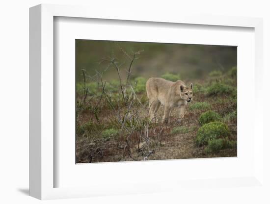 Wild Puma in Chile-Joe McDonald-Framed Photographic Print