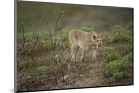 Wild Puma in Chile-Joe McDonald-Mounted Photographic Print