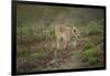 Wild Puma in Chile-Joe McDonald-Framed Photographic Print