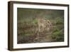 Wild Puma in Chile-Joe McDonald-Framed Photographic Print