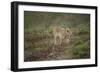 Wild Puma in Chile-Joe McDonald-Framed Photographic Print