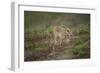 Wild Puma in Chile-Joe McDonald-Framed Photographic Print