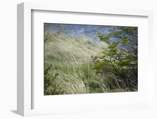 Wild Puma in Chile-Joe McDonald-Framed Photographic Print