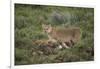 Wild Puma in Chile-Joe McDonald-Framed Photographic Print