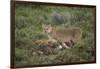 Wild Puma in Chile-Joe McDonald-Framed Photographic Print