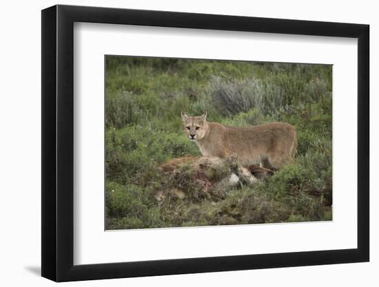 Wild Puma in Chile-Joe McDonald-Framed Photographic Print