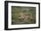 Wild Puma in Chile-Joe McDonald-Framed Photographic Print