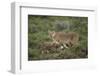 Wild Puma in Chile-Joe McDonald-Framed Photographic Print