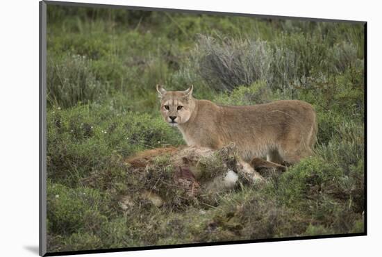 Wild Puma in Chile-Joe McDonald-Mounted Photographic Print