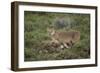 Wild Puma in Chile-Joe McDonald-Framed Photographic Print