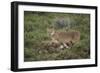 Wild Puma in Chile-Joe McDonald-Framed Photographic Print