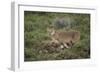 Wild Puma in Chile-Joe McDonald-Framed Photographic Print