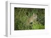 Wild Puma in Chile-Joe McDonald-Framed Photographic Print