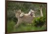 Wild Puma in Chile-Joe McDonald-Framed Photographic Print