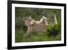 Wild Puma in Chile-Joe McDonald-Framed Photographic Print