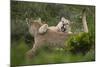Wild Puma in Chile-Joe McDonald-Mounted Photographic Print