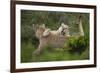 Wild Puma in Chile-Joe McDonald-Framed Photographic Print