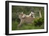 Wild Puma in Chile-Joe McDonald-Framed Photographic Print