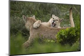 Wild Puma in Chile-Joe McDonald-Mounted Photographic Print