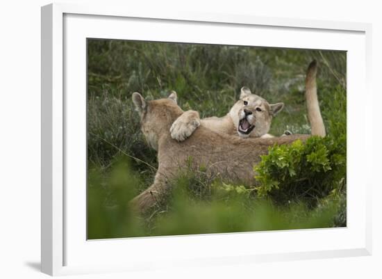 Wild Puma in Chile-Joe McDonald-Framed Photographic Print