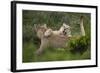 Wild Puma in Chile-Joe McDonald-Framed Photographic Print