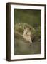 Wild Puma in Chile-Joe McDonald-Framed Photographic Print