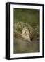 Wild Puma in Chile-Joe McDonald-Framed Photographic Print