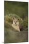 Wild Puma in Chile-Joe McDonald-Mounted Photographic Print