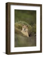 Wild Puma in Chile-Joe McDonald-Framed Photographic Print