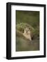 Wild Puma in Chile-Joe McDonald-Framed Photographic Print