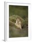 Wild Puma in Chile-Joe McDonald-Framed Photographic Print