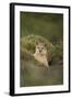 Wild Puma in Chile-Joe McDonald-Framed Photographic Print