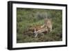 Wild Puma in Chile-Joe McDonald-Framed Photographic Print