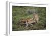 Wild Puma in Chile-Joe McDonald-Framed Photographic Print