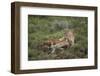 Wild Puma in Chile-Joe McDonald-Framed Photographic Print