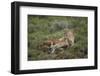 Wild Puma in Chile-Joe McDonald-Framed Photographic Print