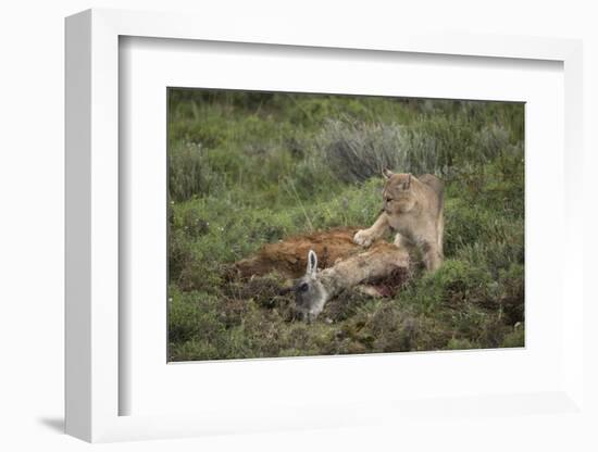 Wild Puma in Chile-Joe McDonald-Framed Photographic Print