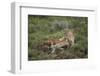 Wild Puma in Chile-Joe McDonald-Framed Photographic Print