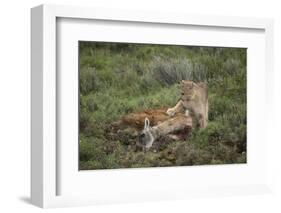 Wild Puma in Chile-Joe McDonald-Framed Photographic Print