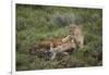 Wild Puma in Chile-Joe McDonald-Framed Photographic Print