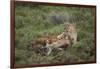 Wild Puma in Chile-Joe McDonald-Framed Photographic Print