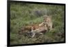 Wild Puma in Chile-Joe McDonald-Framed Photographic Print