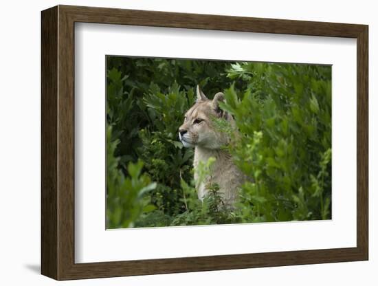 Wild Puma in Chile-Joe McDonald-Framed Photographic Print