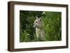 Wild Puma in Chile-Joe McDonald-Framed Photographic Print